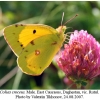 colias croceus male